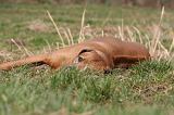 RODESIAN RIDGEBACK 078